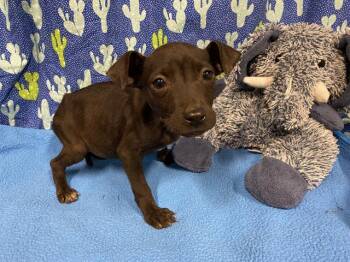 Staffordshire Bull Terrier and Mixed Breed Dogs Available for Adoption - A607399 | PetCurious