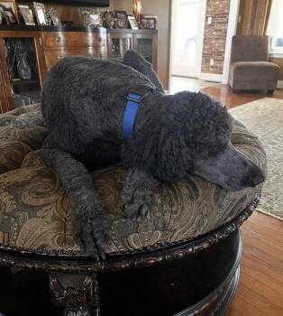 Sampson -  Poodle Dog for Adoption in Chattanooga, Tennessee - Sampson | PetCurious