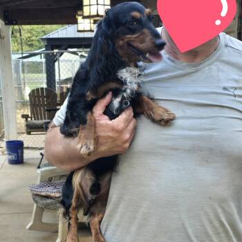 Remington REMI -  Miniature Dachshund Dog for Adoption in Athens, Alabama - Remington REMI | PetCurious