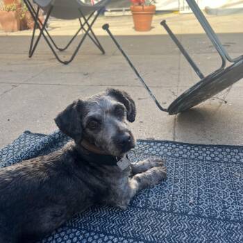 Rescue Dachshund Dogs for Adoption in Los Angeles, California - Shiori | PetCurious