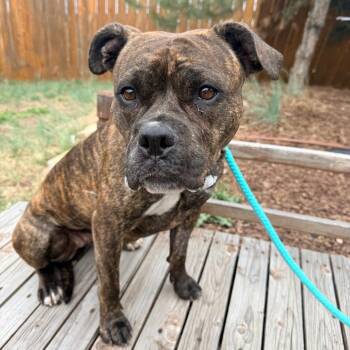 Mixed Breed Dogs Available for Adoption in Cheyenne, Wyoming - Go-Go | PetCurious