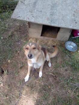 Dogs for Adoption - Brandi | PetCurious