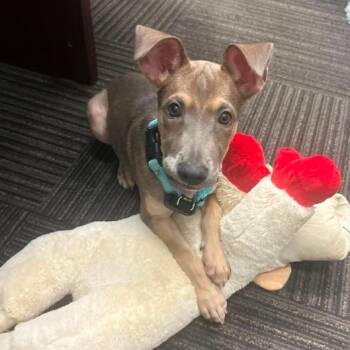 Hope -  Shepherd Dog for Adoption in Baldwin, Maryland - Hope | PetCurious