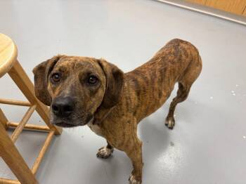 Catahoula Leopard Dog and Hound Dogs Available for Adoption in Hartsville, South Carolina - Athena | PetCurious