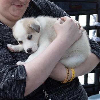 Husky and Pit Bull Terrier Dogs Available for Adoption in Evansville, Indiana - Oasis | PetCurious