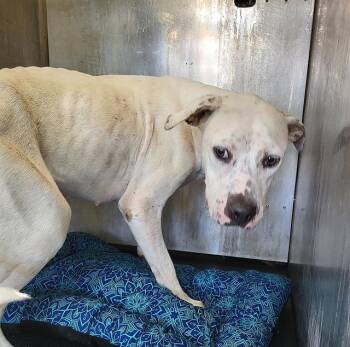 JUNEBUG -  American Staffordshire Terrier and Mixed Breed Dog for Adoption in San Antonio, Texas - JUNEBUG | PetCurious