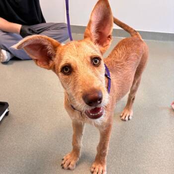 Susie -  Irish Terrier and Mixed Breed Dog for Adoption in Portland, Oregon - Susie | PetCurious
