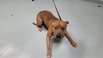 ROCKY -  Pit Bull Terrier Dog for Adoption in St. Cloud, Florida - ROCKY | PetCurious