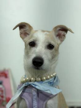 Wanda-One of our Amazing Rescue Dogs -  Parson Russell Terrier and Dachshund Dog for Adoption in Carlsbad, California - Wanda-One Of Our Amazing Rescue Dogs | PetCurious