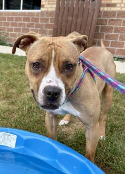 Rescue Mixed Breed Dogs for Adoption in Pontiac, Michigan - September | PetCurious