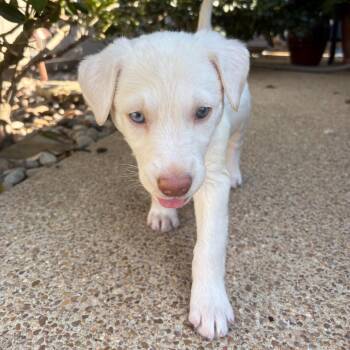 Rain -  Labrador Retriever and Golden Retriever Dog for Adoption - Rain | PetCurious