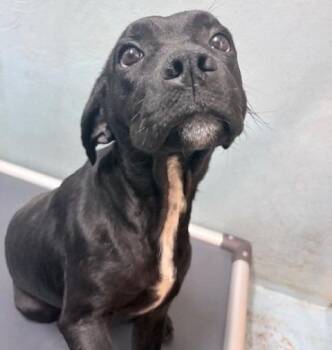 Australian Shepherd and Shepherd Dogs Available for Adoption in Ogdensburg, New York - Max | PetCurious