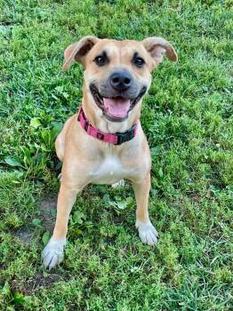 Rescue Mixed Breed Dogs for Adoption in Lacon, Illinois - Bliss | PetCurious