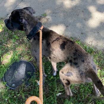 Pictionary -  Catahoula Leopard Dog and Mixed Breed Dog for Adoption in St. Louis, Missouri - Pictionary | PetCurious