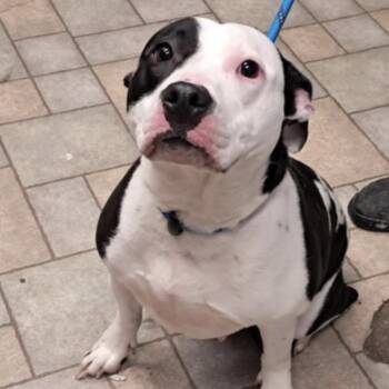 American Staffordshire Terrier and Pit Bull Terrier Dogs Available for Adoption in Hollister, Missouri - Polly | PetCurious