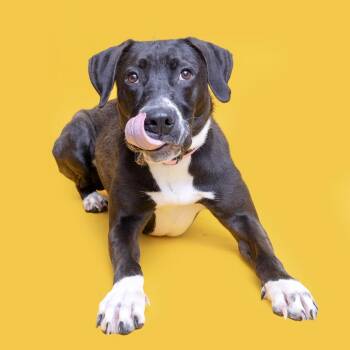 Whitney -  Mixed Breed Dog for Adoption in Franklin, Tennessee - Whitney | PetCurious