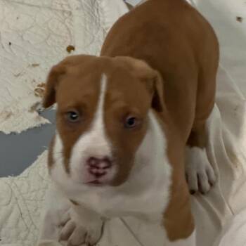 Willow -  Terrier Dog Available for Adoption in Clarksdale, Mississippi - Willow | PetCurious