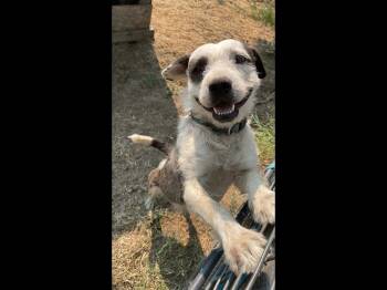 Scrappy -  Terrier Dog for Adoption in Vancouver, Washington - Scrappy | PetCurious