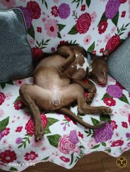 Gracie Mae -  Mixed Breed Dog for Adoption in Peru, New York - Gracie Mae | PetCurious