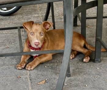 Lottie -  Labrador Retriever and Dachshund Dog for Adoption in Greenlawn, New York - Lottie | PetCurious