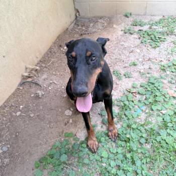 Jessie -  Doberman Pinscher Dog for Adoption in Birmingham, Alabama - Jessie | PetCurious