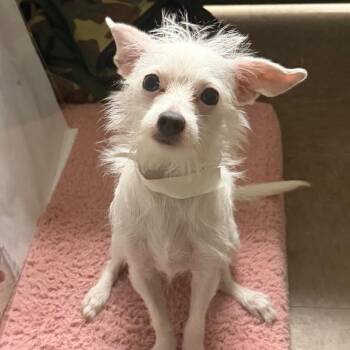Timmy -  Terrier Dog for Adoption in Parrish, Alabama - Timmy | PetCurious