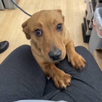 Dachshund and Mixed Breed Dogs Available for Adoption in Spokane, Washington - Blossom | PetCurious