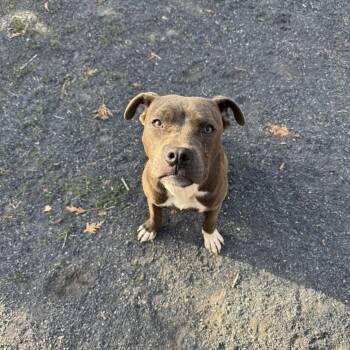 Terrier Dogs Available for Adoption in Quakertown, Pennsylvania - Naomi | PetCurious