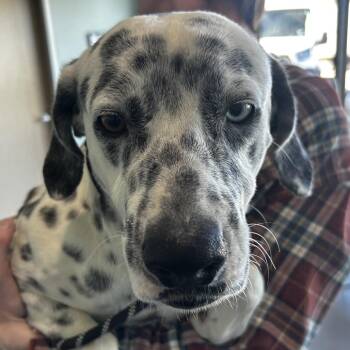 Mixed Breed Dogs Available for Adoption - Marshall | PetCurious