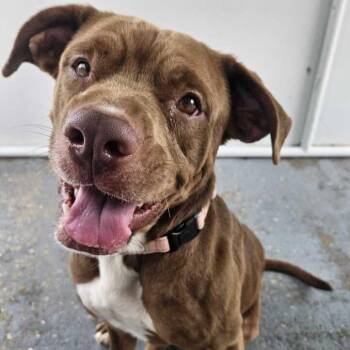 Tafari -  Mixed Breed Dog for Adoption in Davenport, Iowa - Tafari | PetCurious