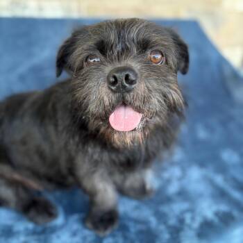 Gordo -  Pug and Mixed Breed Dog for Adoption in Chico, California - Gordo | PetCurious