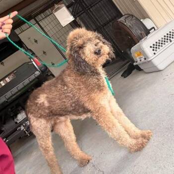 Jezebel 26-08-018 -  Poodle and Labrador Retriever Dog for Adoption in Bastrop, Texas - Jezebel 26-08-018 | PetCurious