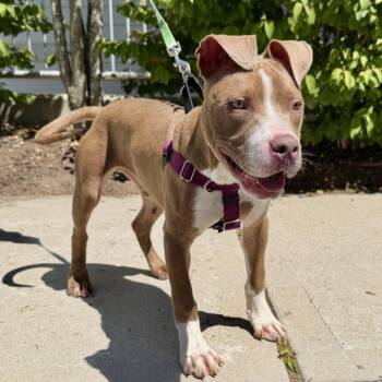 Zeus -  Pit Bull Terrier Dog for Adoption in East Hampton, New York - Zeus | PetCurious