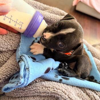 Suga -  Pit Bull Terrier Dog for Adoption - Suga | PetCurious