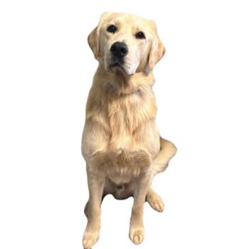 Mana -  Golden Retriever Dog for Adoption in Red Bluff, California - Mana | PetCurious