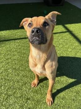Mountain Cur Dogs Available for Adoption in Fayetteville, Arkansas - Lilo  | PetCurious
