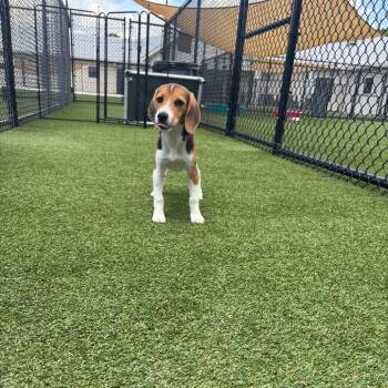 DTH6 8273 -  Beagle Dog for Adoption in Loxahatchee Groves, Florida - DTH6 8273 | PetCurious
