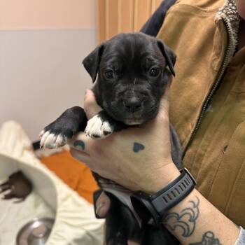 Labrador Retriever and Pit Bull Terrier Dogs Available for Adoption - Sand Dollar | PetCurious