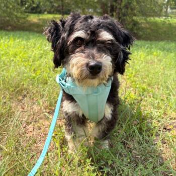 Chester -  Poodle and Mixed Breed Dog for Adoption in Arlington, Virginia - Chester | PetCurious
