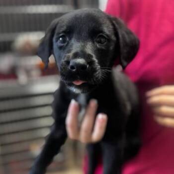 Mixed Breed Dogs Available for Adoption - Skip | PetCurious