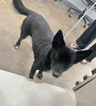 Mixed Breed Dogs Available for Adoption in Dallas, Texas - BINX | PetCurious