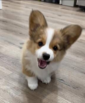 Milo -  Corgi Dog for Adoption in Newmanstown, Pennsylvania - Milo | PetCurious