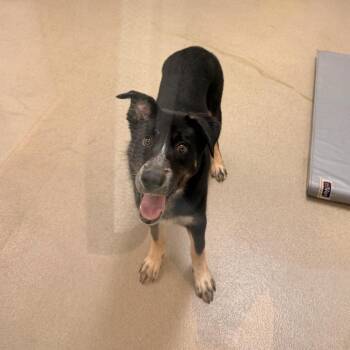 Bagel -  Cattle Dog and Mixed Breed Dog for Adoption in Lynchburg, Virginia - Bagel | PetCurious