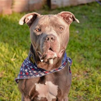 TORY -  American Staffordshire Terrier and Mixed Breed Dog Available for Adoption in Fort Lauderdale, Florida - TORY | PetCurious