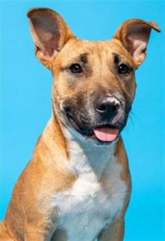 Mixed Breed Dogs Available for Adoption in Jacksonville, Florida - LISA FRANK | PetCurious