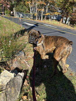 Rescue Boxer Dogs for Adoption in Holbrook, New York - HOOCH | PetCurious