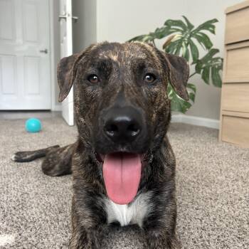 Great Pyrenees and Mixed Breed Dogs Available for Adoption in Orlando, Florida - Ranger | PetCurious