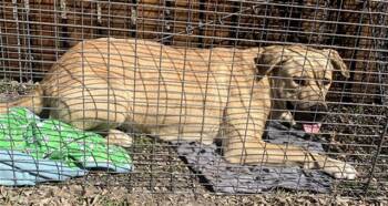 Labrador Retriever Dogs Available for Adoption - NIKITA | PetCurious