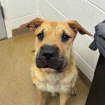 Starlord -  Shar Pei and Mixed Breed Dog for Adoption in Corpus Christi, Texas - Starlord | PetCurious