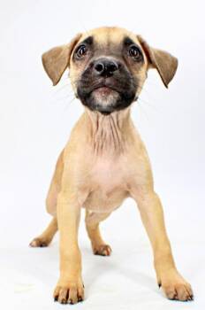 Samba -  Mastiff and Mixed Breed Dog for Adoption in Morton Grove, Illinois - Samba | PetCurious